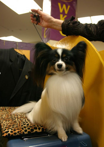 Illustration for article titled Deep, DEEP Inside The Westminster Dog Show